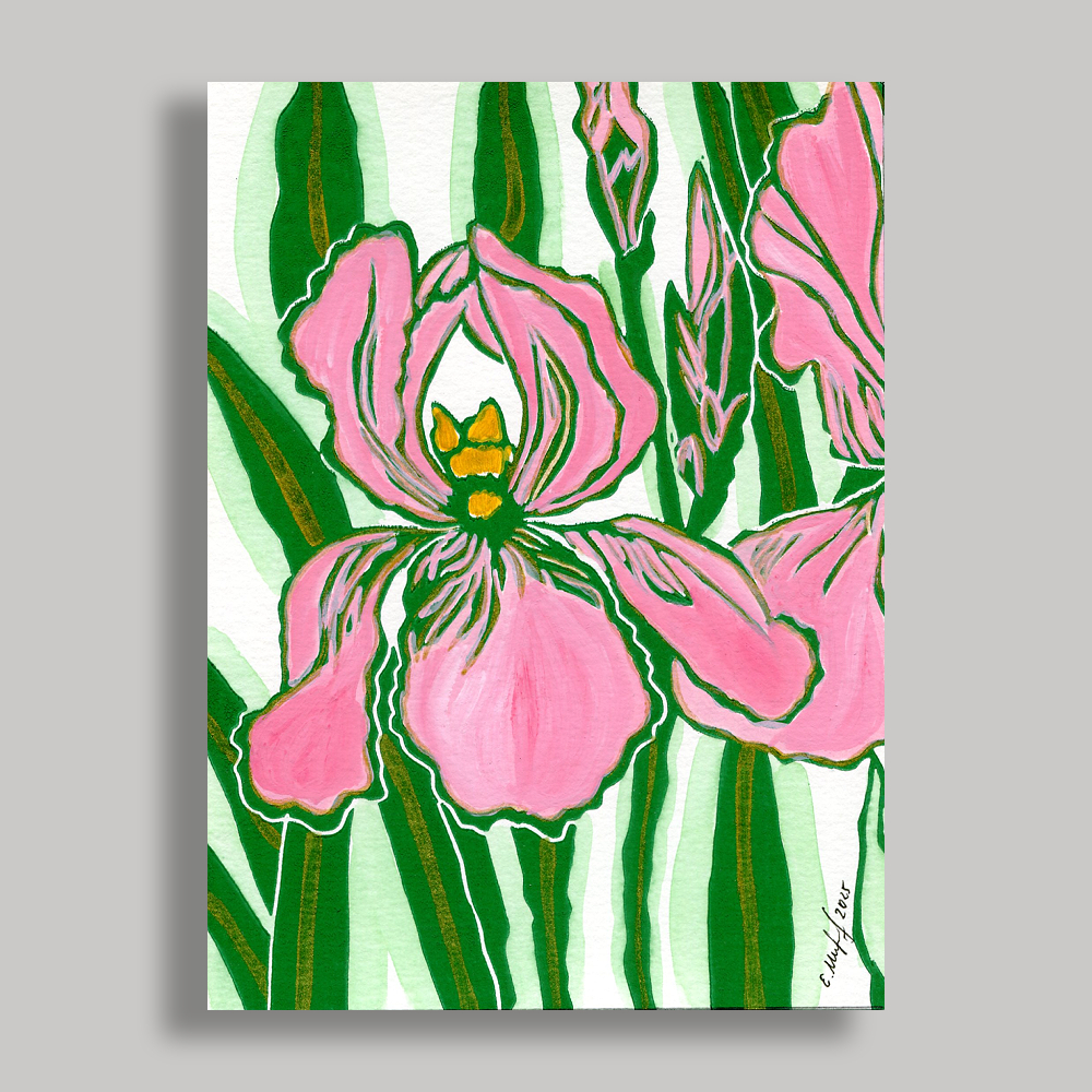 Pink Iris